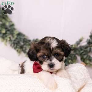 Ted, Teddy Bear Puppy
